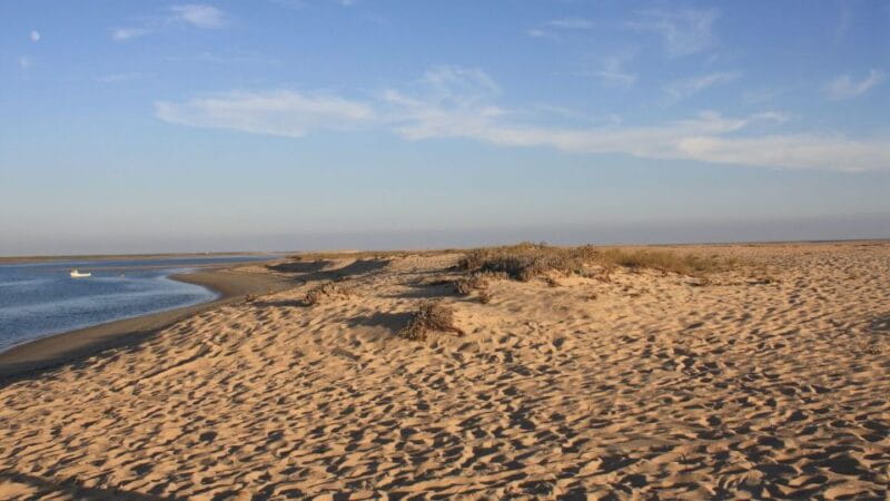 Faro: Ria Formosa Eco Birdwatching Boat Tour - Key points / Takeaways