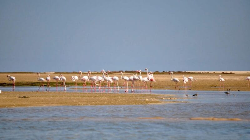 Faro: Ria Formosa Eco Birdwatching Boat Tour - Who Should Book This Tour?