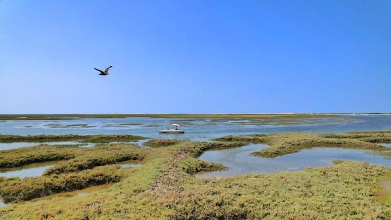 Faro: Ria Formosa Eco Birdwatching Boat Tour - Final Thoughts: Is It Worth It?