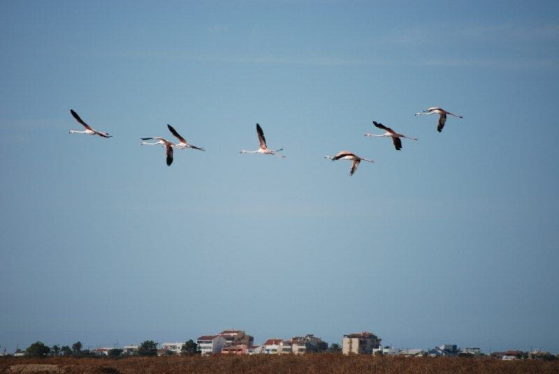 Faro: Ria Formosa Natural Park Segway Tour & Birdwatching - Ecosystem and Wildlife