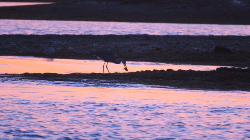 Faro: Ria Formosa Sunset Boat Tour - Wildlife and Birdwatching Opportunities