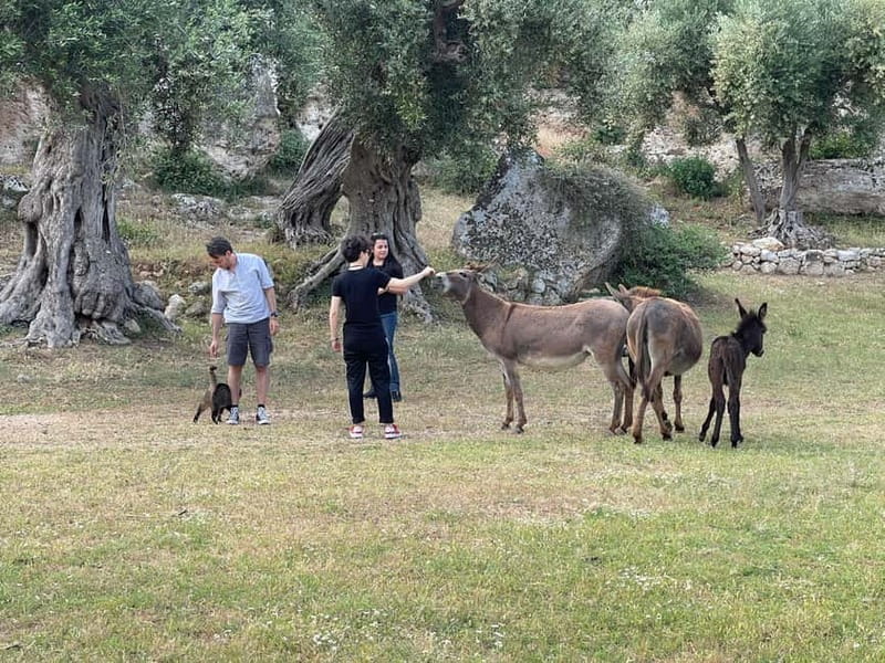 Fasano: e-bike tour to discover the wonders of the area - Discovering Fasano’s Scenic and Historic Landscape