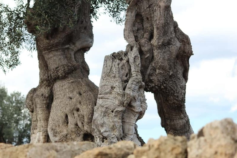 Fasano: e-bike tour to discover the wonders of the area - The Itinerary in Detail