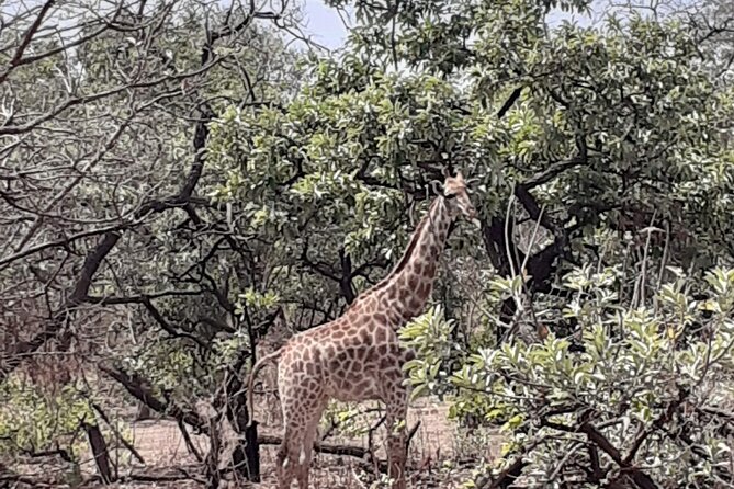 Fathala Wildlife Park - Wildlife Encounters