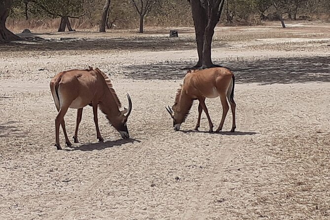 Fathala Wildlife Park - Photography and Sightseeing