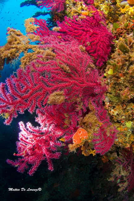 Favignana: Baptism of the sea - Scuba diving trial - Who Will Appreciate This Experience?