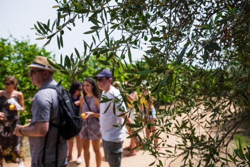 Favola Lemon tour and olive oil Tasting in Syracuse - Key points / Takeaways