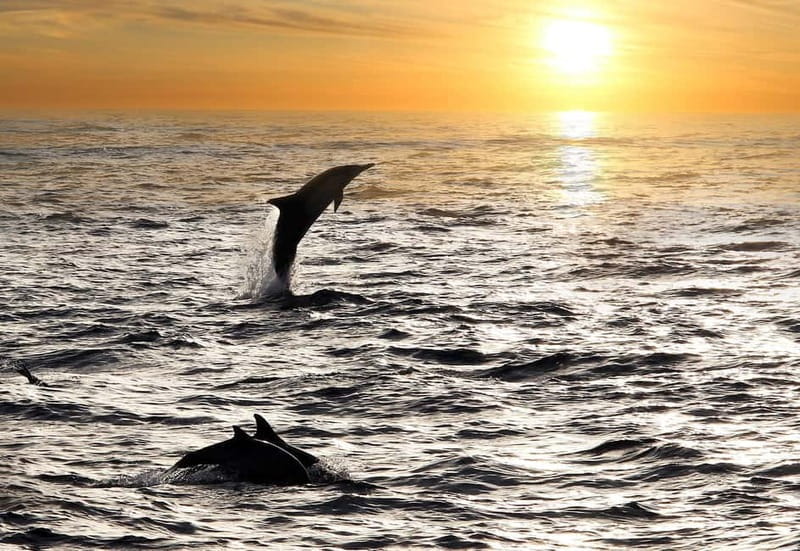 Fazana: Dolphin Finder in Brijuni islands Safari with Dinner - Exploring Fažana’s Dolphin Safari: A Deep Dive