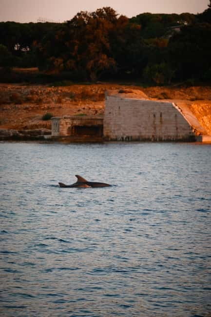 Fazana: Dolphin/Sunset Tour - What makes this tour worth the effort?