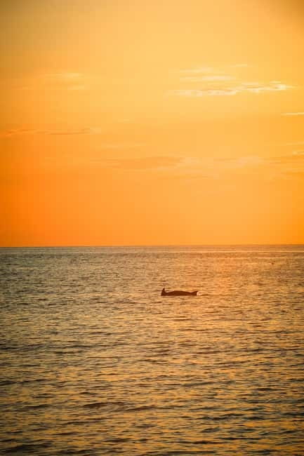 Fazana: Dolphin/Sunset Tour - Why is dolphin watching such a highlight?