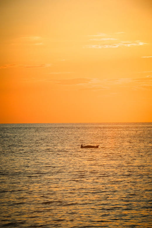 Fazana: Dolphin/Sunset Tour - What should I consider before booking?