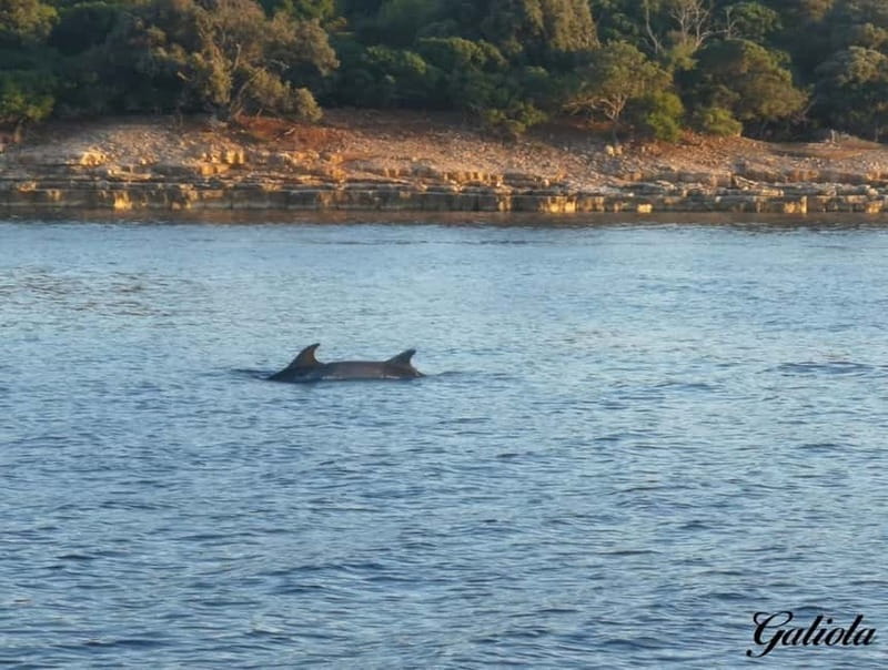 Fazana: Dolphin/Sunset Tour - The value of a short, scenic cruise