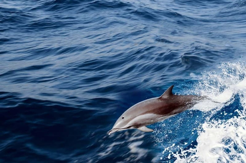 FAZANA Koralj DOLPHIN Boat Tour NP Brijuni - Exploring the Itinerary: What to Expect on the Water