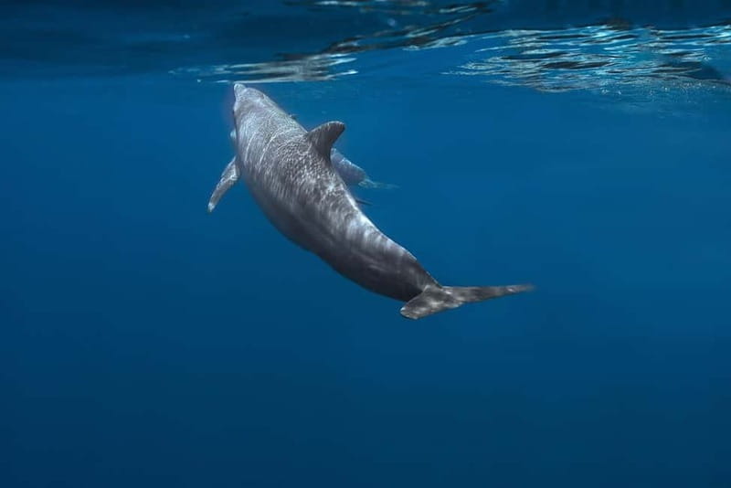 FAZANA Koralj DOLPHIN Boat Tour NP Brijuni - Price and Logistics: Whats the Real Deal?