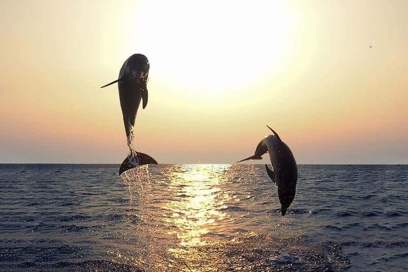 FAZANA Koralj DOLPHIN Boat Tour NP Brijuni - FAQ