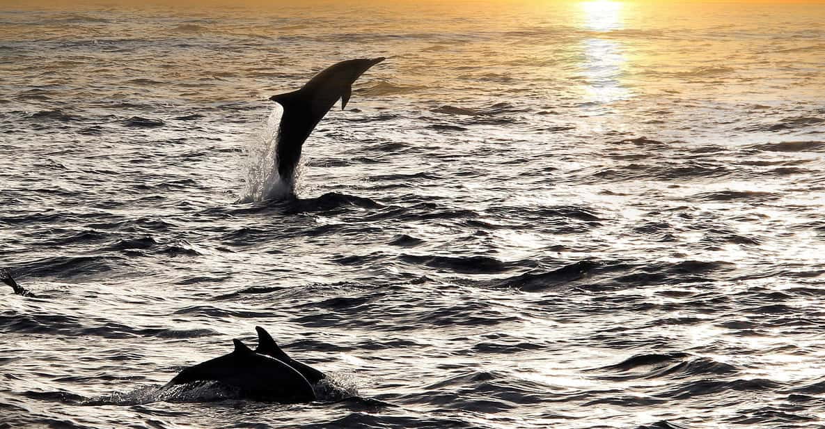 Fazana: Sunset Dolphin Cruise With Dinner in Brijuni Park - Key Points