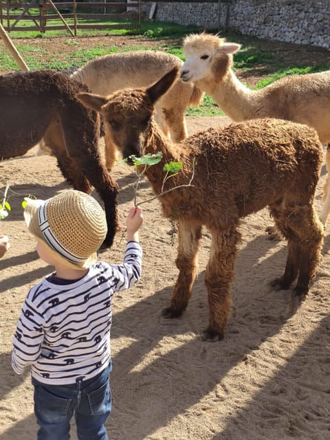 Felanitx, Mallorca: Alpacas Close-Up Experience - Key points / Takeaways
