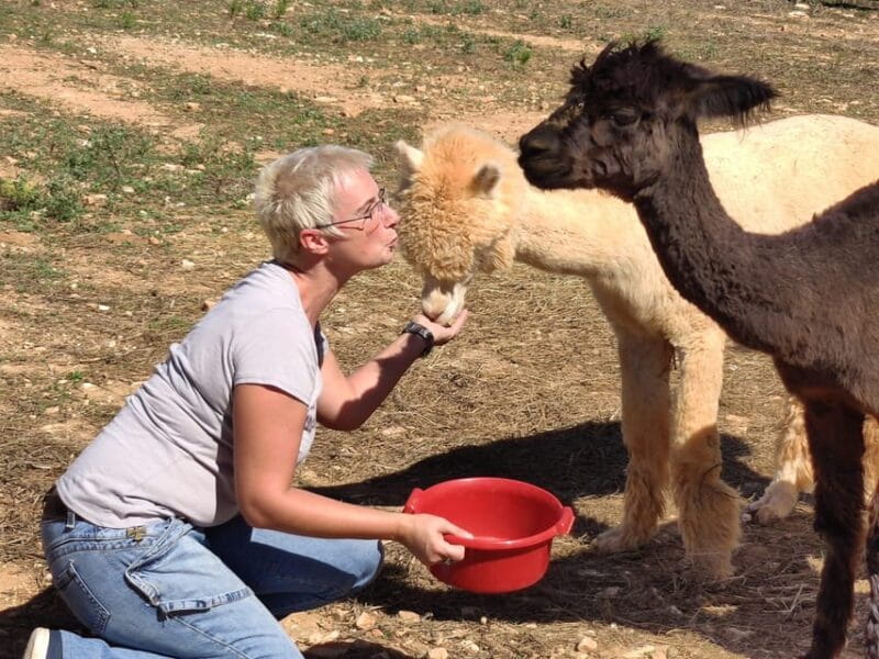 Felanitx, Mallorca: Alpacas Close-Up Experience - Practical details: logistics, price, and suitability