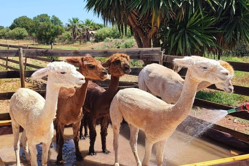 Felanitx, Mallorca: Alpacas Close-Up Experience - Who should consider this experience?
