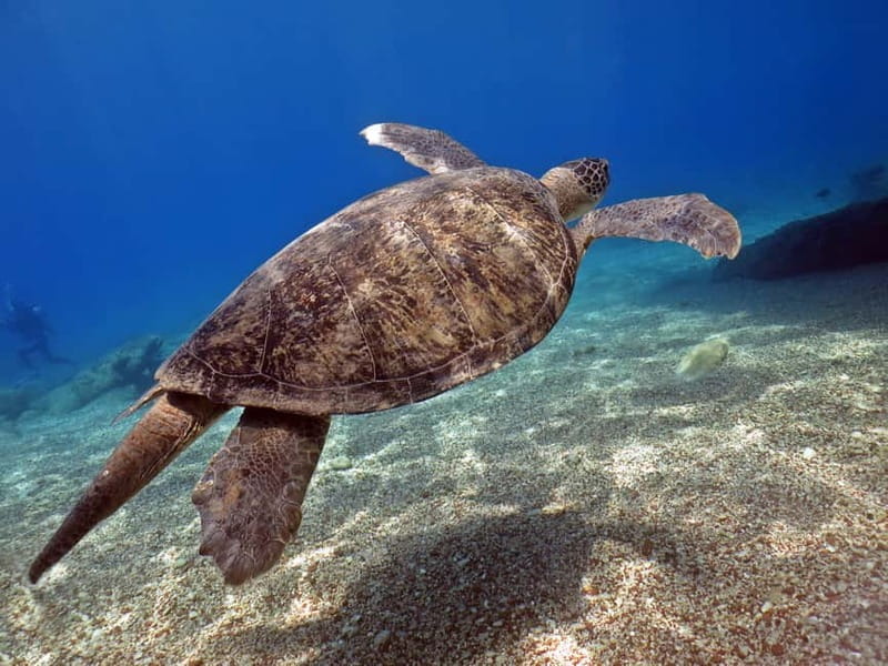 Fethiye: Ölüdeniz Scuba Diving Tour - Final Thoughts: Is It a Good Fit?