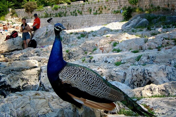 Filerimos Hill & Butterflies Valley Adventure! - FAQ