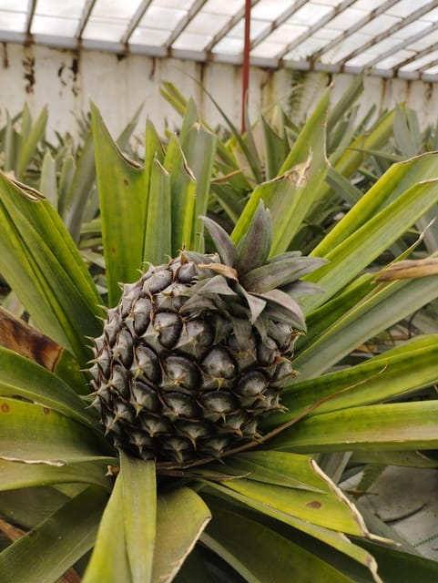 Fire Lake, Pineapple & Tea: Half-Day Jeep Tour - Exploring São Miguel with a Jeep: The Real Experience