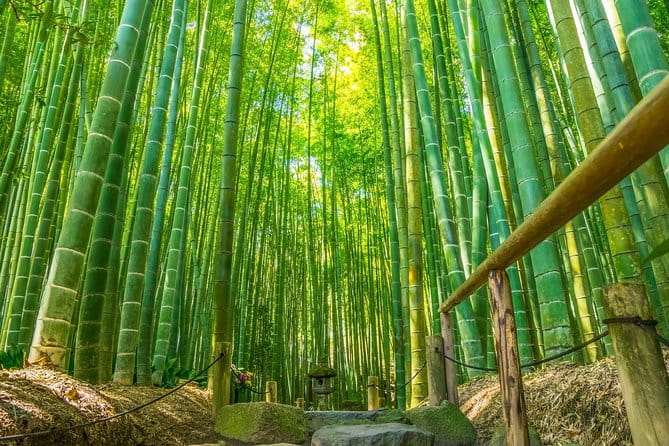 First Time in Kamakura? Enjoy a Tour of All Must-Sees! - Local Cuisine and Culture