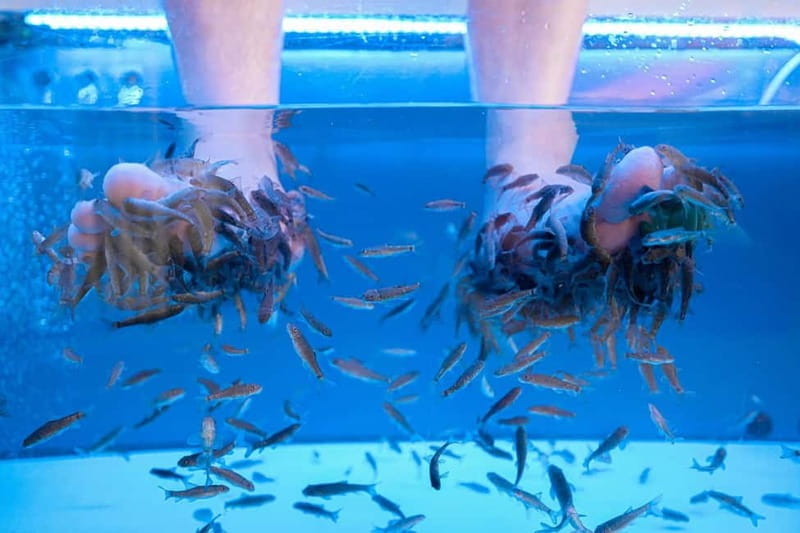 Fish Spa Experience - Fish Spa Experience in the Canary Islands: A Natural Way to Rejuvenate Your Feet