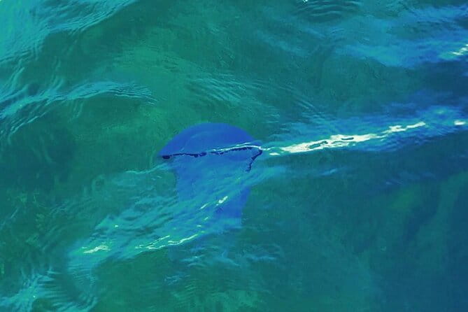 Fishing excursion in the Gulf of Noto for beginners - Key Points / Takeaways