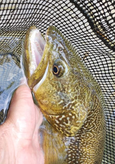 Fishing in the Dolomites: book your wild excursion! - Why This Experience Is Worth the Price