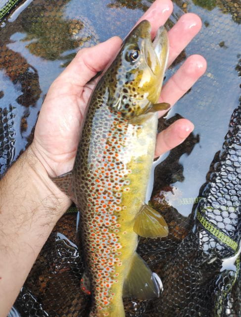 Fishing in the Dolomites: book your wild excursion! - Practical Tips for Your Trip