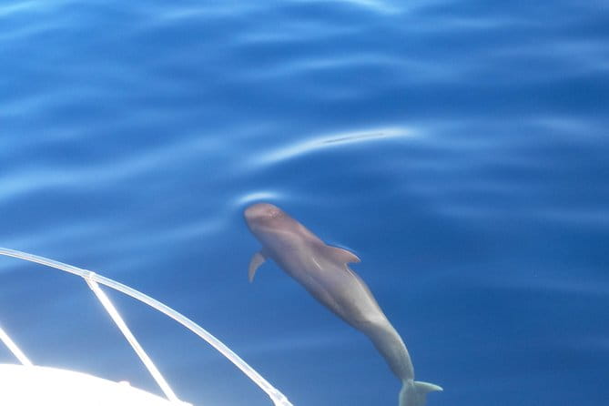 Fishing Trip, Tenerife Sea Passion - Coastal Scenery and Wildlife