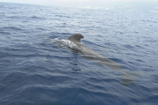 Fishing Trip, Tenerife Sea Passion - Booking Confirmation and Accessibility