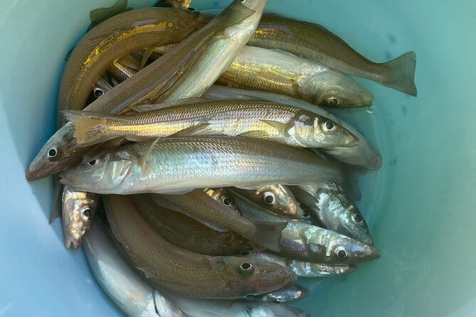 Fishing With Mt. Fuji Views and Japanese Home Cooking Experience - Fishing With Mt. Fuji Views