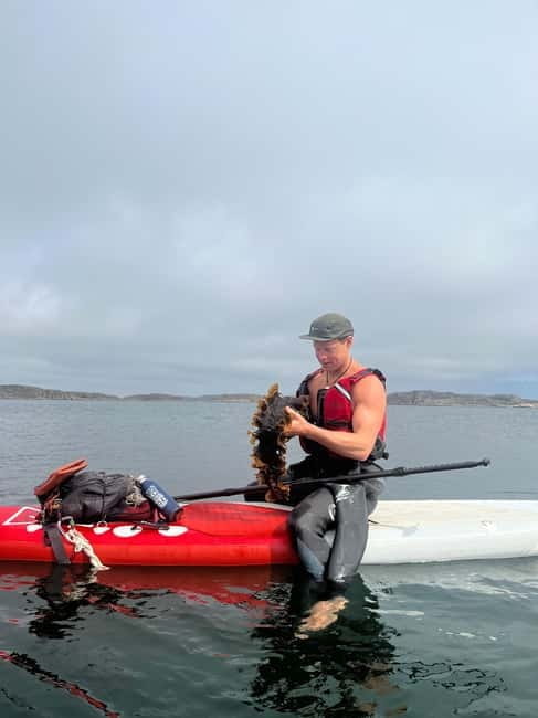 Fjällbacka: Seaweed Picking and SUP Paddling Tour - Who Is This Tour Best For?