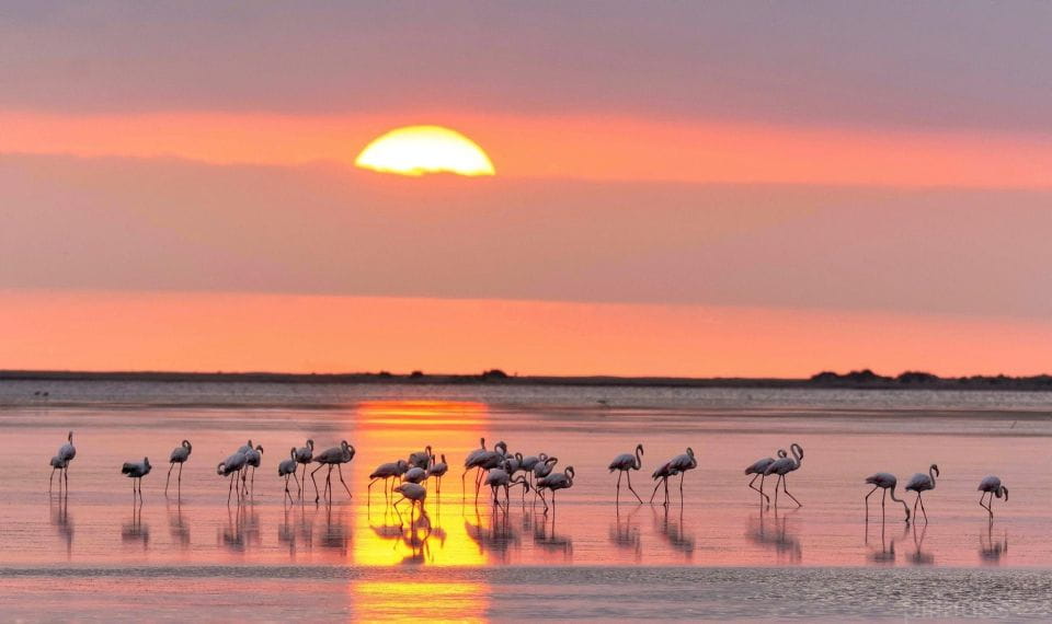 Flamingo-Birdwatching in the Ebro Delta at Sunset - Key Points