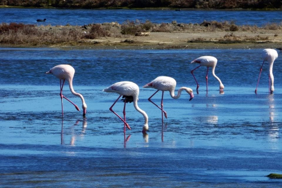Flamingo-Birdwatching in the Ebro Delta at Sunset - Itinerary Highlights