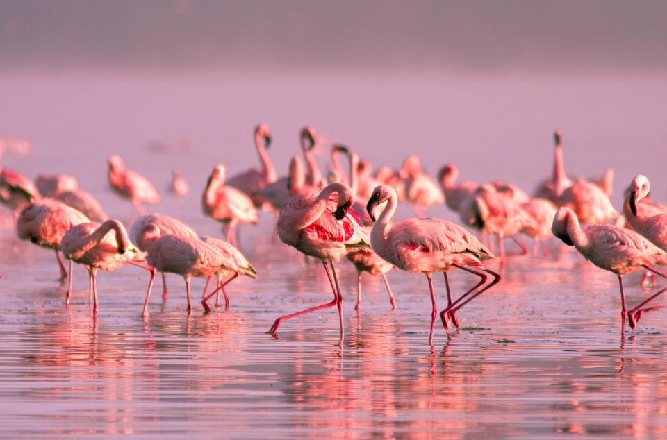 Flamingo-Birdwatching in the Ebro Delta at Sunset - What to Expect