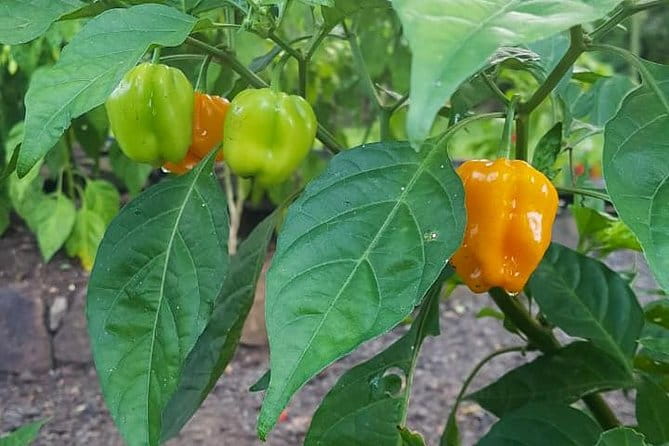 Flavors of St Lucia Culinary Experience - Included Pickup and Drop-off