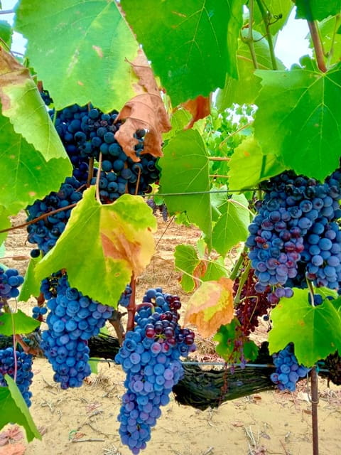 Florence: Countryside Tour with Wine Tasting & Pasta Class - Discovering the Heart of Tuscany