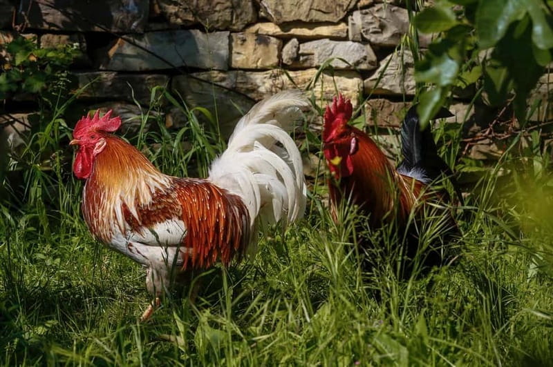 Florence: Horse Ride & Chianti Farm Meal - Final Thoughts