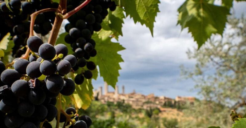 Florence or Bologna: 3 Cellar Tours in Chianti with Lunch - Key Points / Takeaways