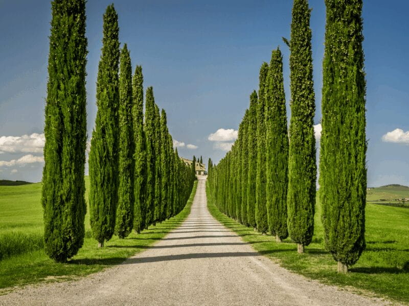 Florence: Tuscan Day trip Siena San Gimignano, Pisa, - FAQ