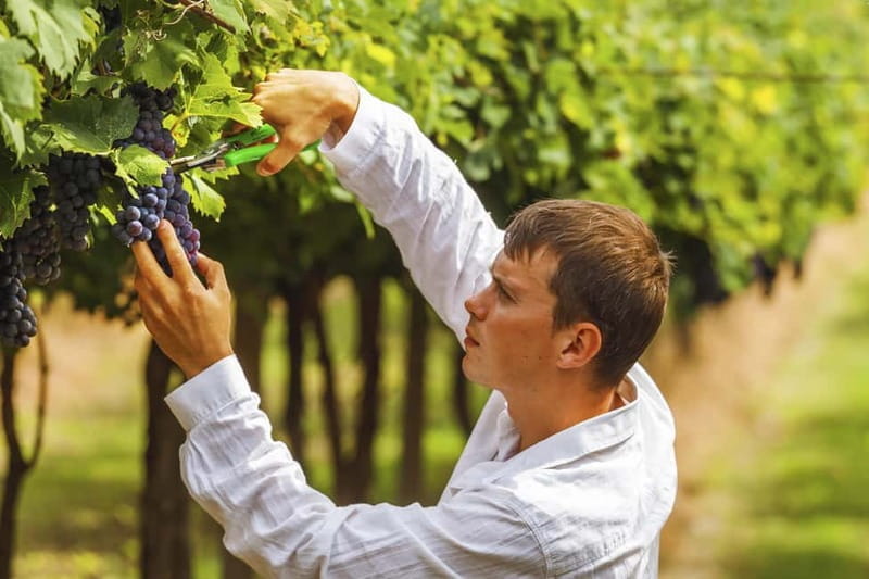 Florence: Tuscan Grape Stomping, Lunch and Wine Tasting - Key Points / Takeaways