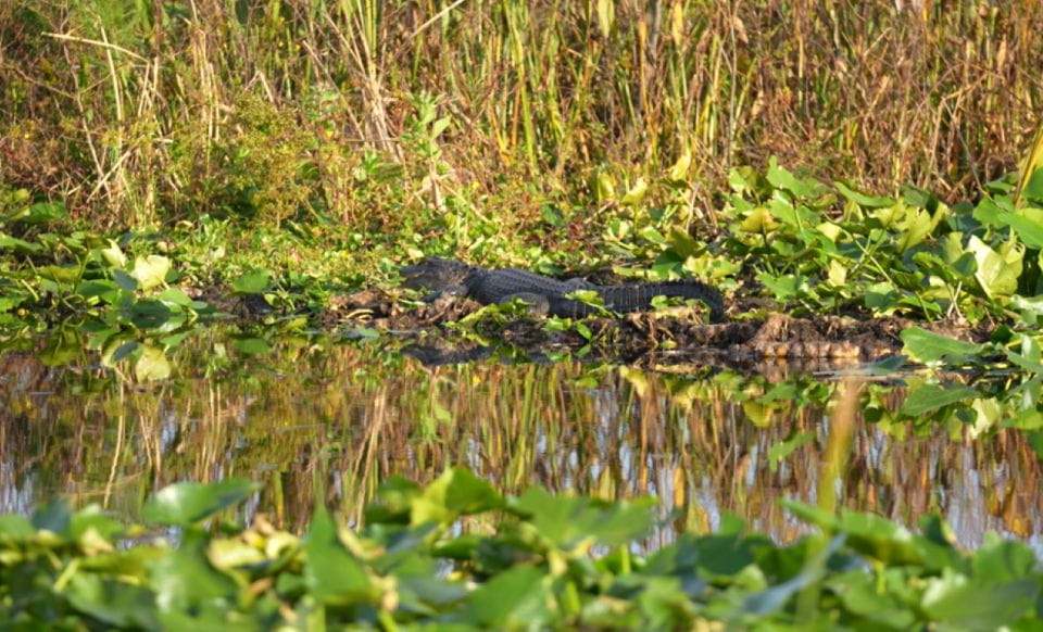 Florida: 90 Minute Everglades Cruise - Key Points