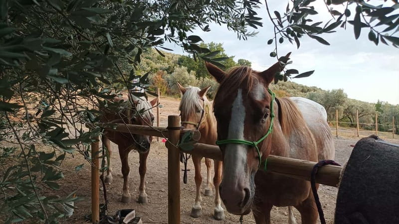 Foligno: horseback riding with aperitif - Who Is This Experience Best For?