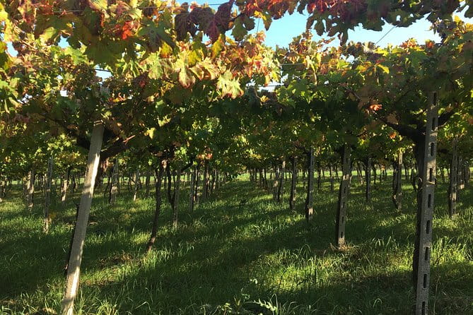 Food and wine tour of San Vito Chietino - Final Thoughts