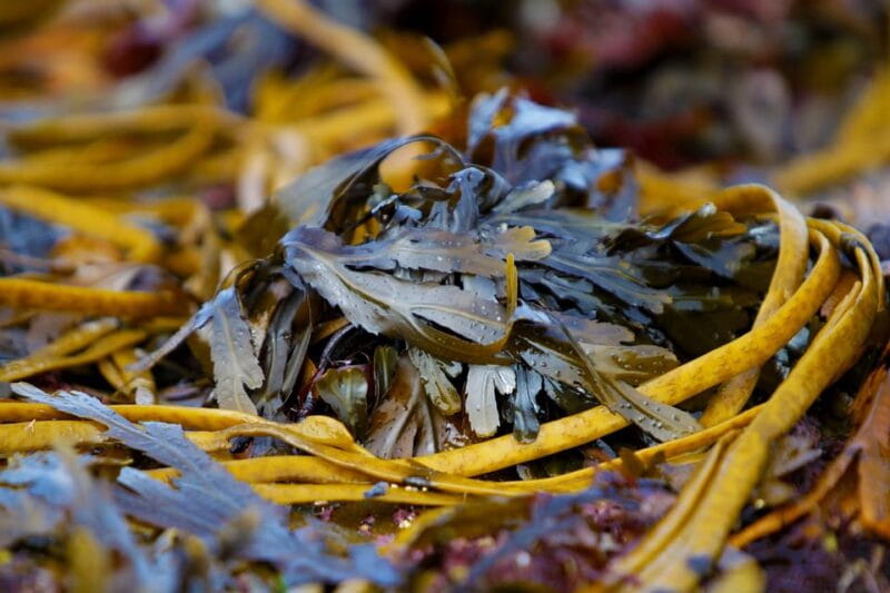 Food tasting & cultural tour Inishmore, Aran Islands.Private - Exploring Inishmore: A Handcrafted Journey