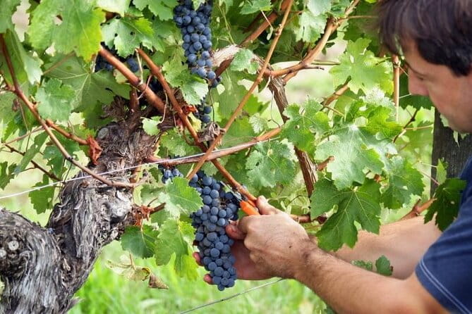 Food & Wine Tour: 11- Course Lunch, Cooking Class, Wine Tasting - Guest Highlights and Praise