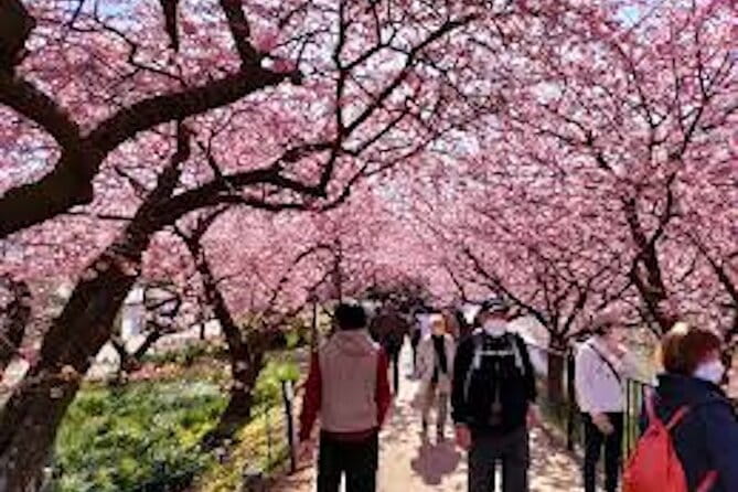 For a Limited Time, Hakone & Cherry Festival Kawazu 2-12 Guests - Experience the Cherry Blossom Festival in Kawazu